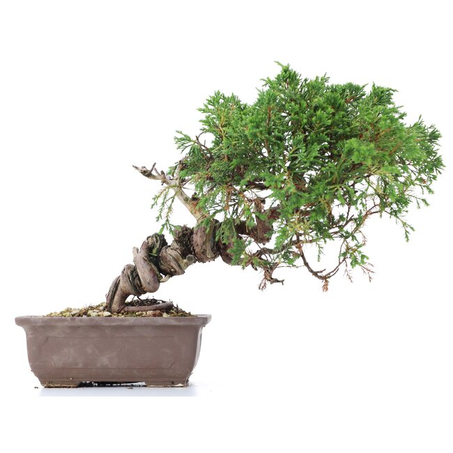 Juniperus chinensis Itoigawa, 22 cm, ± 18 ans, avec d'intéressants jin et shari