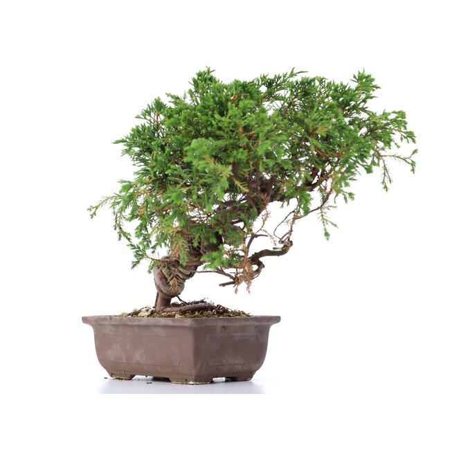Juniperus chinensis Itoigawa, 22 cm, ± 18 jaar oud, met interessante jin en shari
