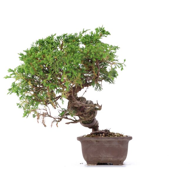 Juniperus chinensis Itoigawa, 22 cm, ± 18 ans, avec d'intéressants jin et shari