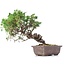 Juniperus chinensis Itoigawa, 22 cm, ± 18 jaar oud, met interessante jin en shari