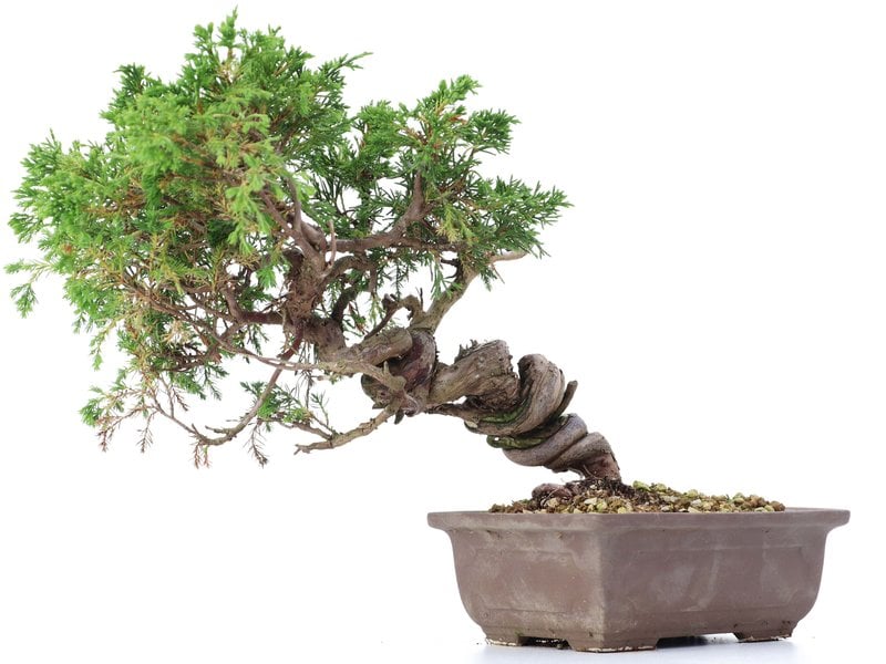 Juniperus chinensis Itoigawa, 22 cm, ± 18 jaar oud, met interessante jin en shari