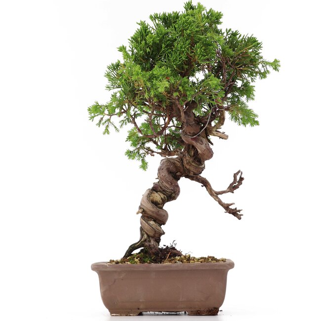 Juniperus chinensis Itoigawa, 27 cm, ± 18 ans, avec d'intéressants jin et shari