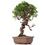 Juniperus chinensis Itoigawa, 27 cm, ± 18 años, con interesantes jin y shari