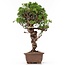 Juniperus chinensis Itoigawa, 27 cm, ± 18 jaar oud, met interessante jin en shari