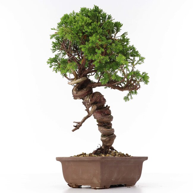 Juniperus chinensis Itoigawa, 27 cm, ± 18 ans, avec d'intéressants jin et shari