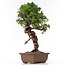 Juniperus chinensis Itoigawa, 27 cm, ± 18 ans, avec d'intéressants jin et shari