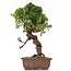 Juniperus chinensis Itoigawa, 27 cm, ± 18 años, con interesantes jin y shari