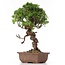 Juniperus chinensis Itoigawa, 27 cm, ± 18 anni, con interessanti jin e shari