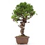 Juniperus chinensis Itoigawa, 27 cm, ± 18 ans, avec d'intéressants jin et shari