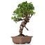 Juniperus chinensis Itoigawa, 27 cm, ± 18 anni, con interessanti jin e shari