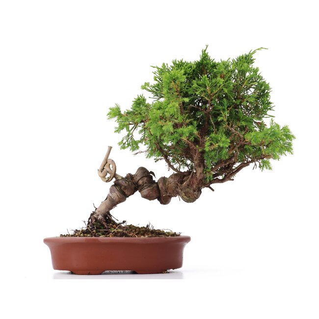 Juniperus chinensis Itoigawa, 22 cm, ± 18 anni, con interessanti jin e shari