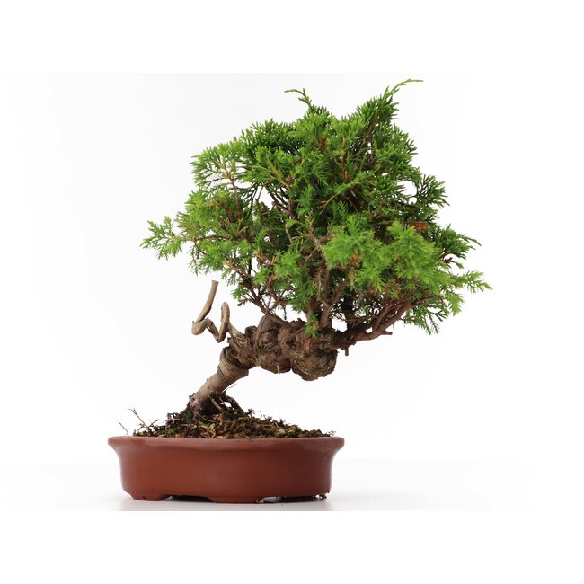 Juniperus chinensis Itoigawa, 22 cm, ± 18 years old, with interesting jin and shari