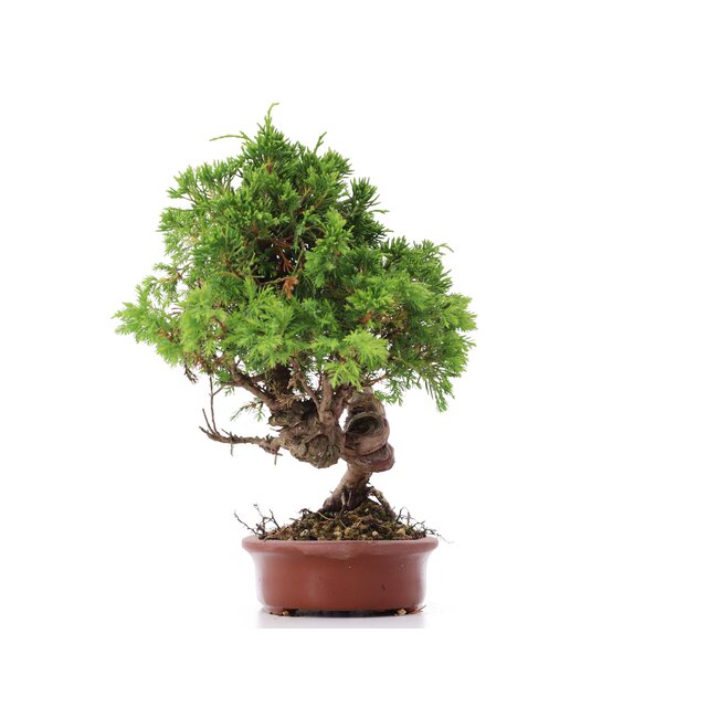 Juniperus chinensis Itoigawa, 22 cm, ± 18 ans, avec d'intéressants jin et shari