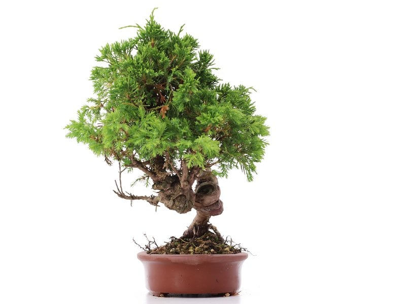 Juniperus chinensis Itoigawa, 22 cm, ± 18 jaar oud, met interessante jin en shari