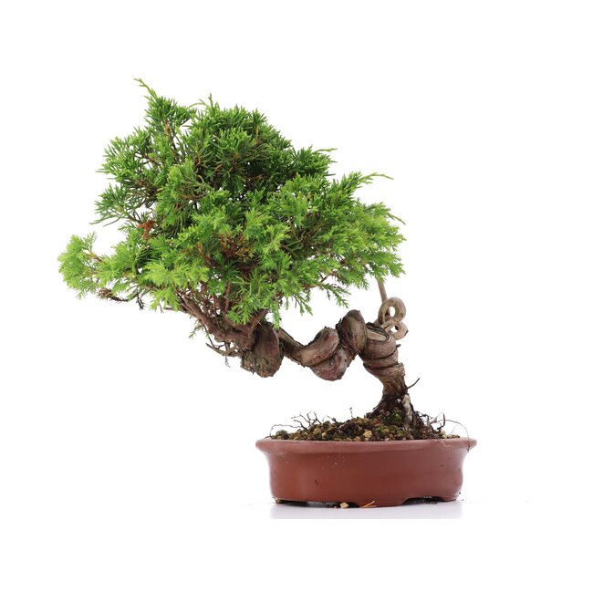 Juniperus chinensis Itoigawa, 22 cm, ± 18 years old, with interesting jin and shari