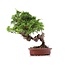 Juniperus chinensis Itoigawa, 22 cm, ± 18 años, con interesantes jin y shari