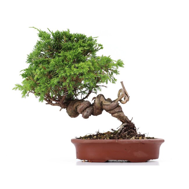 Juniperus chinensis Itoigawa, 22 cm, ± 18 years old, with interesting jin and shari