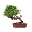 Juniperus chinensis Itoigawa, 22 cm, ± 18 anni, con interessanti jin e shari