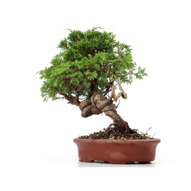 Juniperus chinensis Itoigawa, 22 cm, ± 18 ans, avec d'intéressants jin et shari