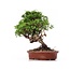 Juniperus chinensis Itoigawa, 22 cm, ± 18 anni, con interessanti jin e shari