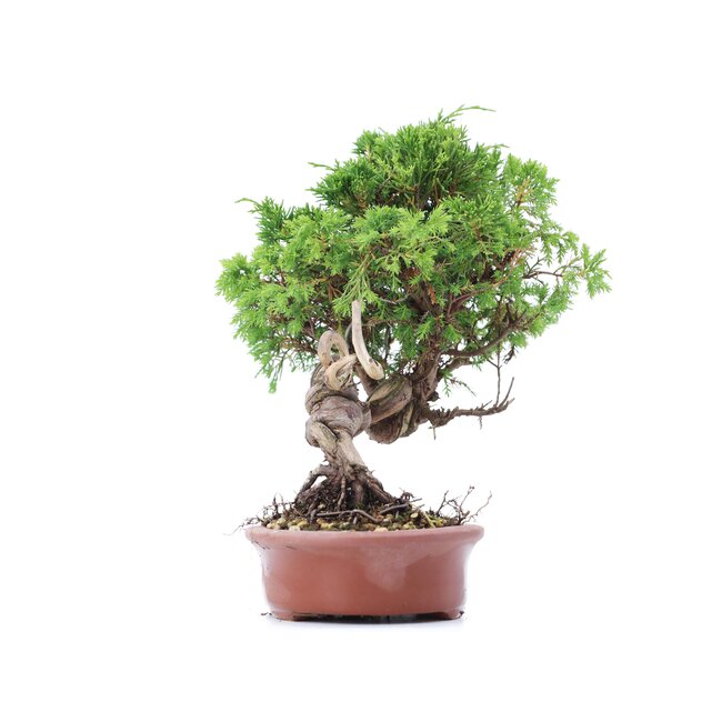 Juniperus chinensis Itoigawa, 22 cm, ± 18 years old, with interesting jin and shari