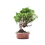 Juniperus chinensis Itoigawa, 22 cm, ± 18 anni, con interessanti jin e shari