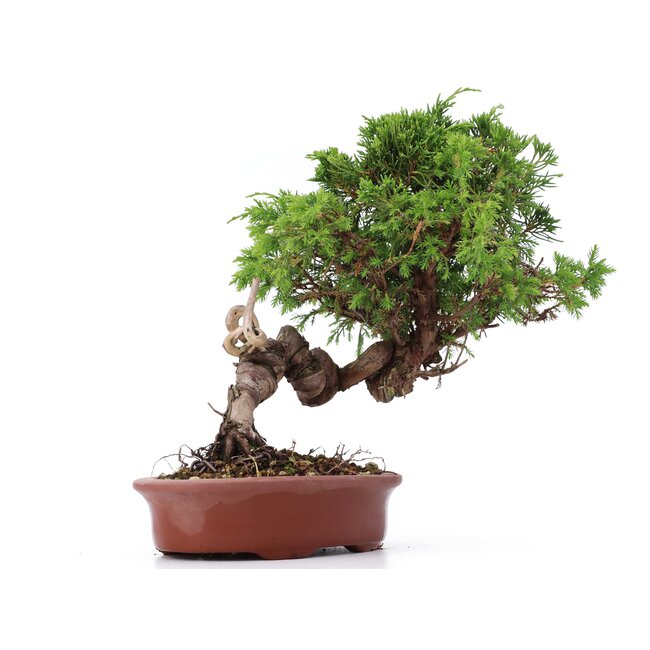 Juniperus chinensis Itoigawa, 22 cm, ± 18 anni, con interessanti jin e shari