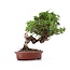 Juniperus chinensis Itoigawa, 22 cm, ± 18 anni, con interessanti jin e shari