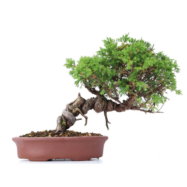 Juniperus chinensis Itoigawa, 20 cm, ± 18 años, con interesantes jin y shari