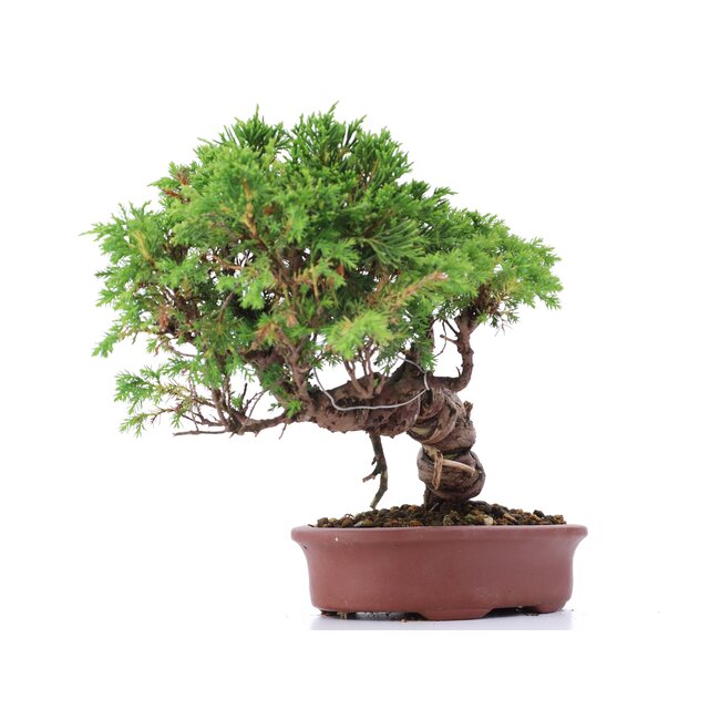Juniperus chinensis Itoigawa, 20 cm, ± 18 jaar oud, met interessante jin en shari