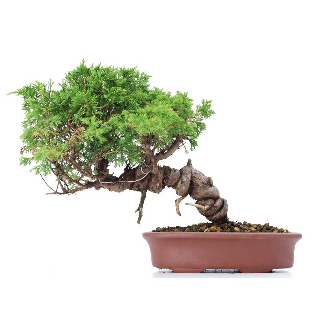 Juniperus chinensis Itoigawa, 20 cm, ± 18 ans, avec jin et shari intéressants