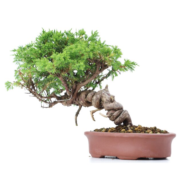 Juniperus chinensis Itoigawa, 20 cm, ± 18 anni, con interessanti jin e shari