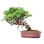 Juniperus chinensis Itoigawa, 20 cm, ± 18 anni, con interessanti jin e shari