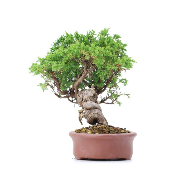 Juniperus chinensis Itoigawa, 20 cm, ± 18 Jahre alt, mit interessantem Jin und Shari