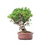 Juniperus chinensis Itoigawa, 20 cm, ± 18 anni, con interessanti jin e shari