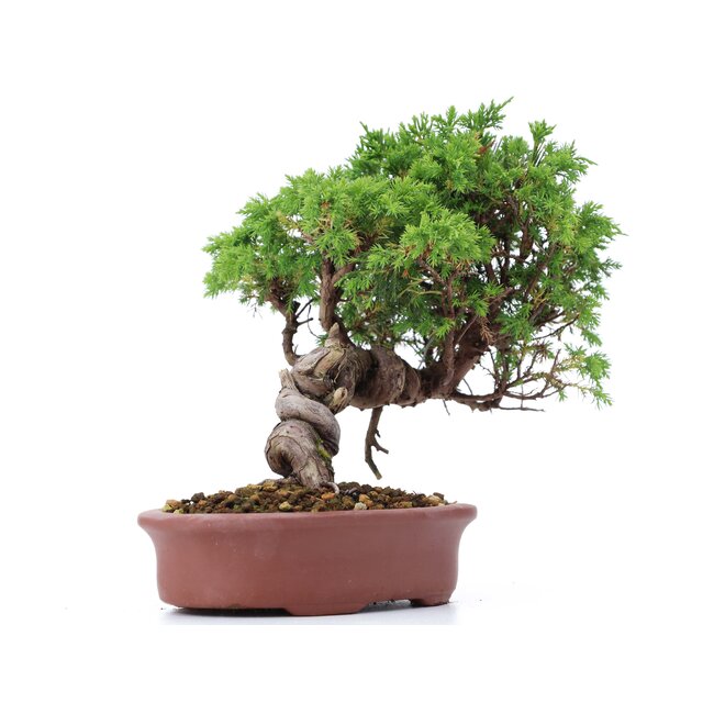 Juniperus chinensis Itoigawa, 20 cm, ± 18 ans, avec jin et shari intéressants