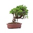 Juniperus chinensis Itoigawa, 20 cm, ± 18 años, con interesantes jin y shari