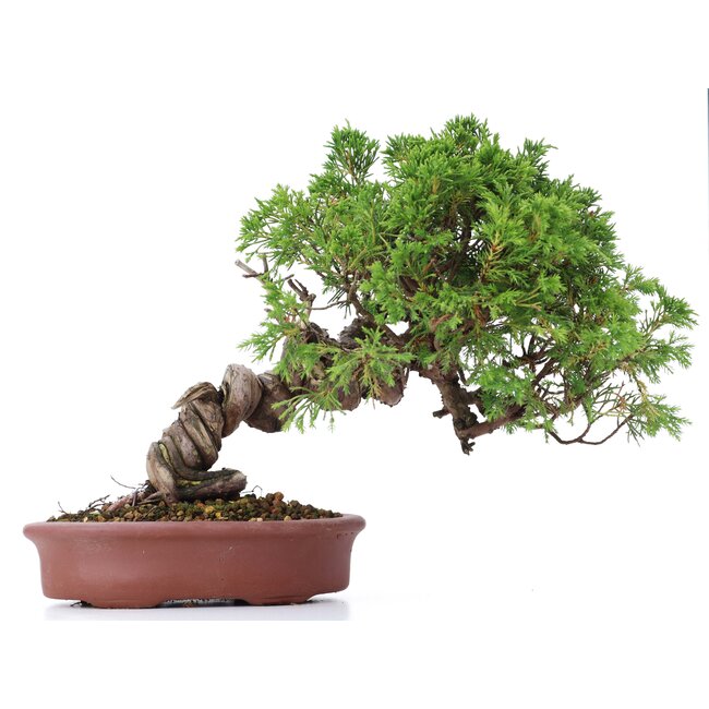 Juniperus chinensis Itoigawa, 21 cm, ± 18 jaar oud, met interessante jin en shari