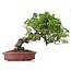 Juniperus chinensis Itoigawa, 21 cm, ± 18 anni, con interessanti jin e shari