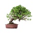 Juniperus chinensis Itoigawa, 21 cm, ± 18 jaar oud, met interessante jin en shari