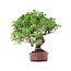 Juniperus chinensis Itoigawa, 21 cm, ± 18 jaar oud, met interessante jin en shari