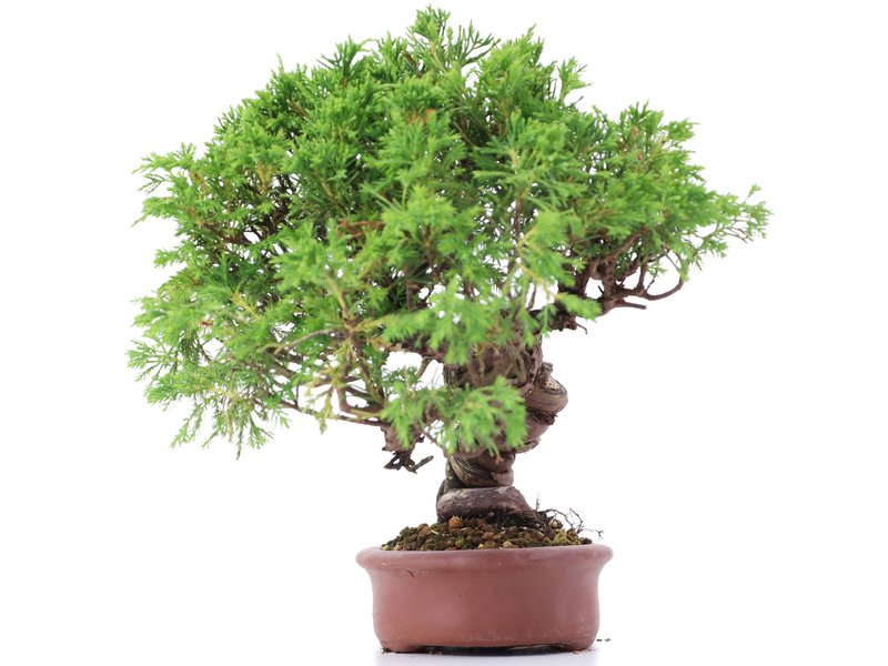 Juniperus chinensis Itoigawa, 21 cm, ± 18 Jahre alt, mit interessantem Jin und Shari