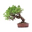 Juniperus chinensis Itoigawa, 21 cm, ± 18 años, con interesantes jin y shari