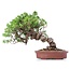 Juniperus chinensis Itoigawa, 21 cm, ± 18 jaar oud, met interessante jin en shari