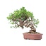 Juniperus chinensis Itoigawa, 21 cm, ± 18 anni, con interessanti jin e shari