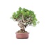 Juniperus chinensis Itoigawa, 21 cm, ± 18 jaar oud, met interessante jin en shari