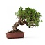 Juniperus chinensis Itoigawa, 21 cm, ± 18 jaar oud, met interessante jin en shari