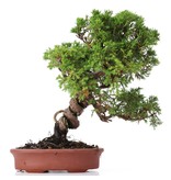 Juniperus chinensis Itoigawa, 27 cm, ± 18 jaar oud, met interessante jin en shari