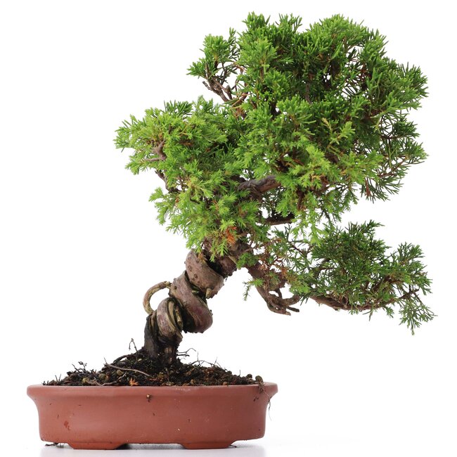 Juniperus chinensis Itoigawa, 27 cm, ± 18 Jahre alt, mit interessantem Jin und Shari