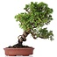 Juniperus chinensis Itoigawa, 27 cm, ± 18 años, con interesantes jin y shari